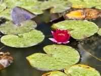 IMG_1135.jpeg