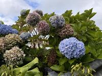 IMG_0545.jpeg