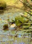 IMG_1141.jpeg