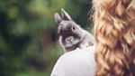 Bunny-choose-cruelty-free