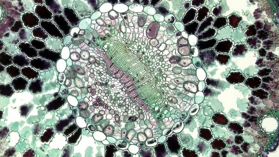 Mitochondrie – základ dlouhověkosti aneb Dech, zádrž dechu a jóga v akci